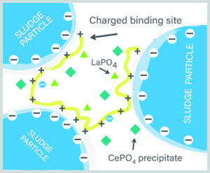 Figure 2 showing how WaterFX binds with OP, freeing up the cationic bonding sites on the polymer to bond with sludge, releasing intercellular water and enhancing dewatering.