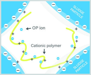 Figure 1 showing how negative OP ions interfere with polymer bonding with sludge, trapping water and hindering dewatering.