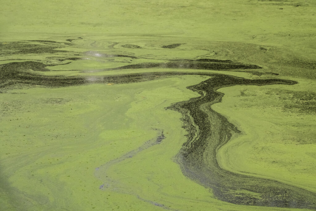 Algal bloom, driven by high phosphorus concentration, impacting water.