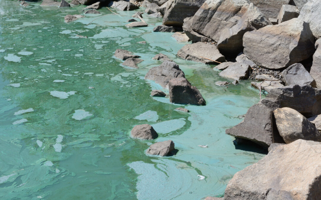 Algal bloom prevention. Blue-green algae bloom from excessive phosphorus pollution impacting drinking water reservoir.