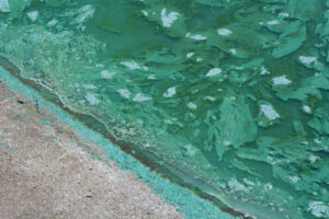 Algal bloom prevention. Blue-green algae bloom from excessive phosphorus pollution.